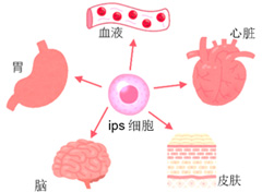 日本干细胞-来源于脂肪组织干细胞的临床治疗介绍