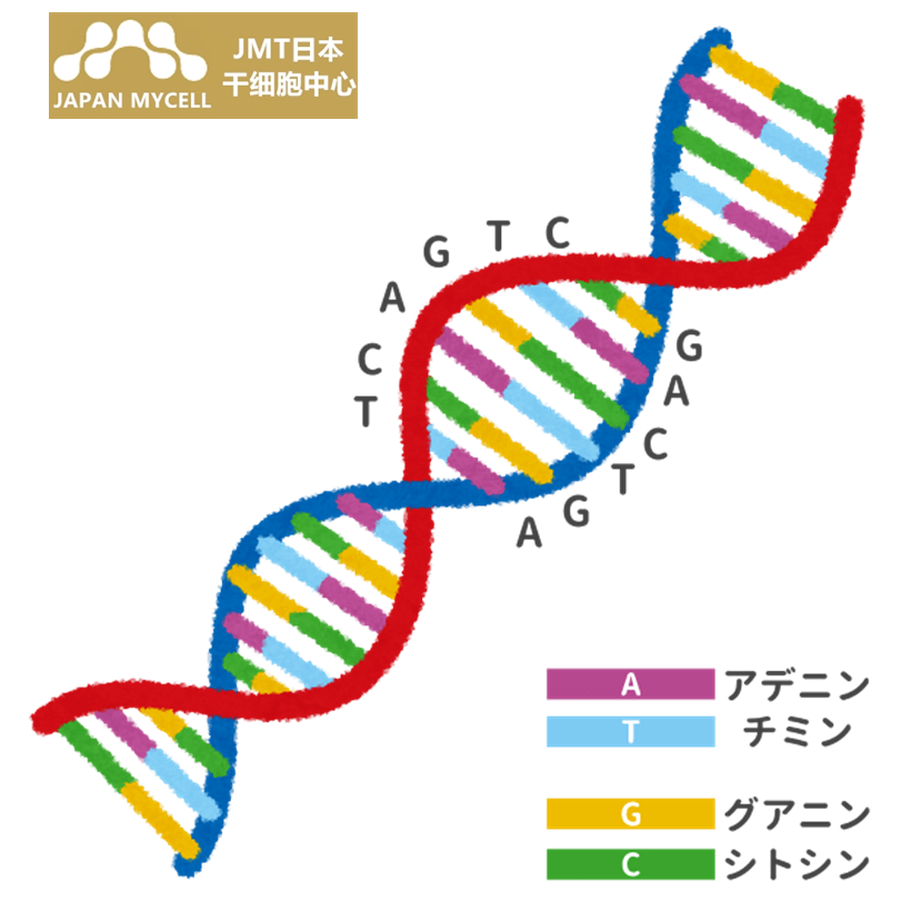 JMT日本干细胞-青蛙的孩子是青蛙？蜻蜓生鹰？深入解释说明父母传给孩子的基因