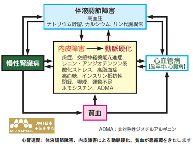 JMT日本干细胞中心-肝硬化肾炎肾衰竭的治疗