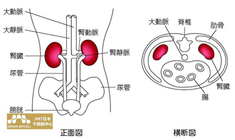 JMT日本干细胞中心-肝功能肾衰竭肝肾功能问题的干细胞治疗