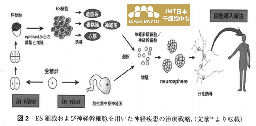 JMT日本神经干细胞：鉴定和分离方法的发展以及通过移植恢复神经功能的尝试④