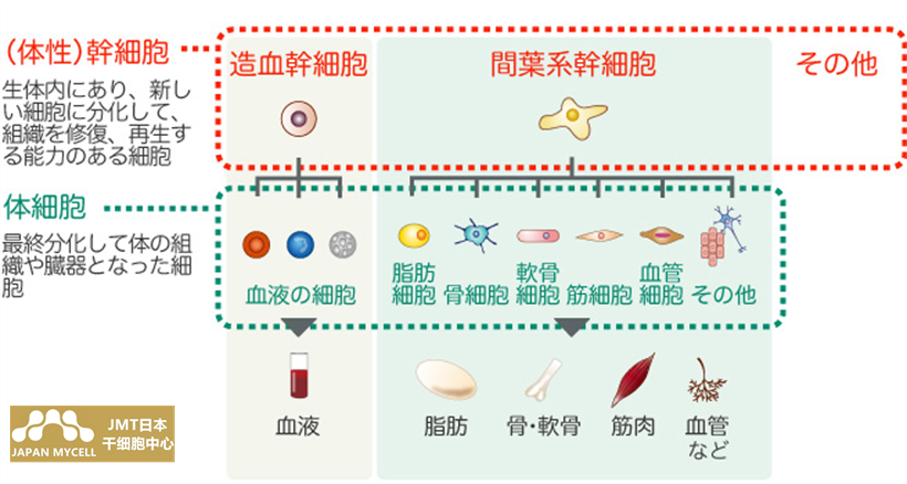 JMT日本干细胞中心-日本再生医疗干细胞