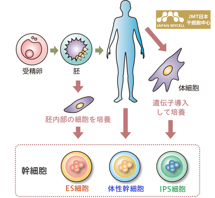 JMT日本干细胞中心-日本再生医疗干细胞