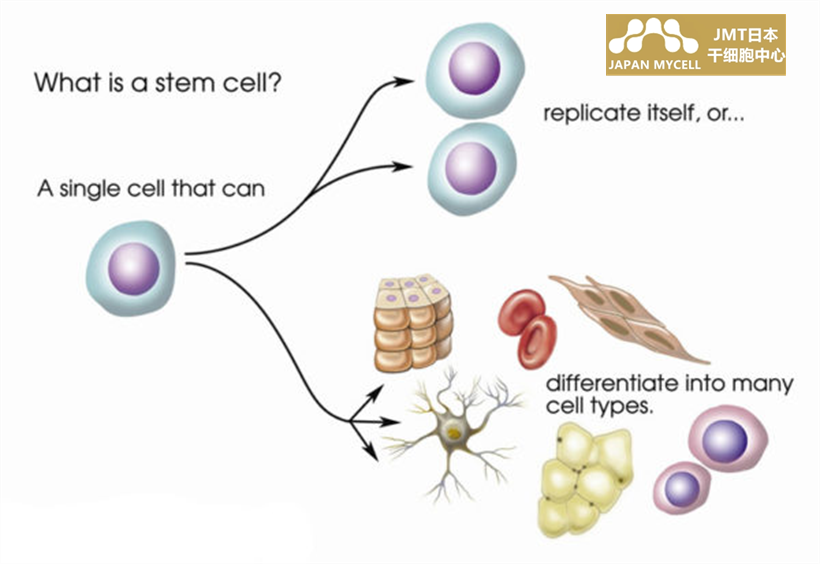 JMT日本干细胞中心-你了解干细胞吗？