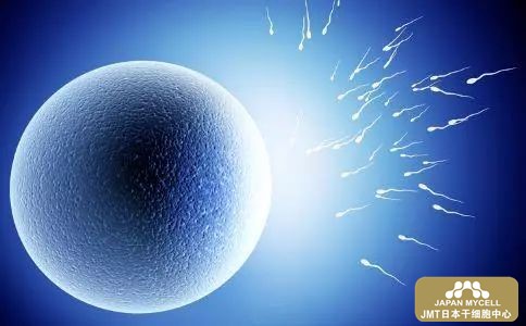 日本干细胞-体外受精是什么样的治疗？日本经血干细胞概念及效果评估