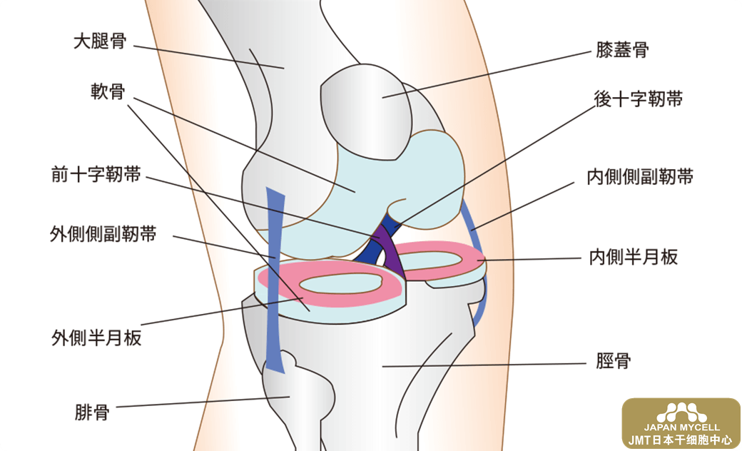 JMT日本干细胞——膝关节韧带损伤和半月板损伤后的干细胞治疗①