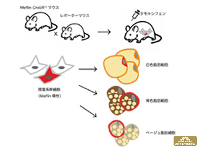 JMT日本干细胞中心-成功追踪了间充质干细胞向脂肪细胞分化的过程
