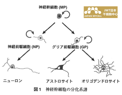 JMT日本神经干细胞：鉴定和分离方法的发展以及通过移植恢复神经功能的尝试①