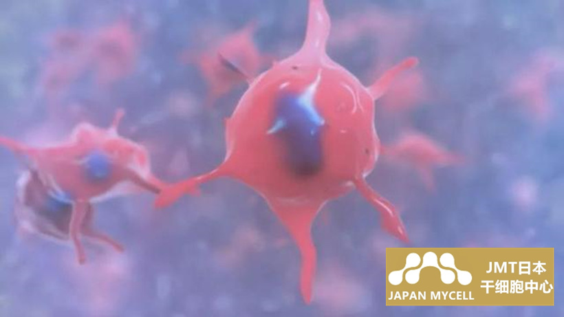 JMT日本干细胞中心-间充质基质细胞控制造血作用及其应用②