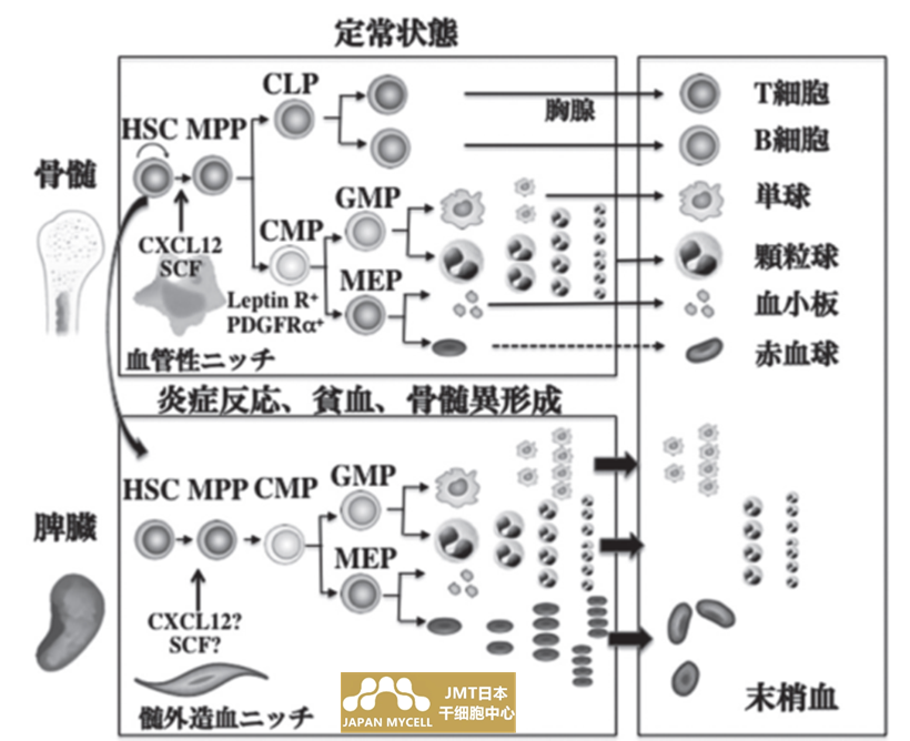 JMT日本干细胞中心-间充质基质细胞控制造血作用及其应用④