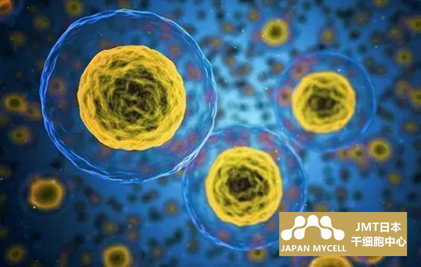 JMT日本干细胞中心-人子宫中的干细胞③