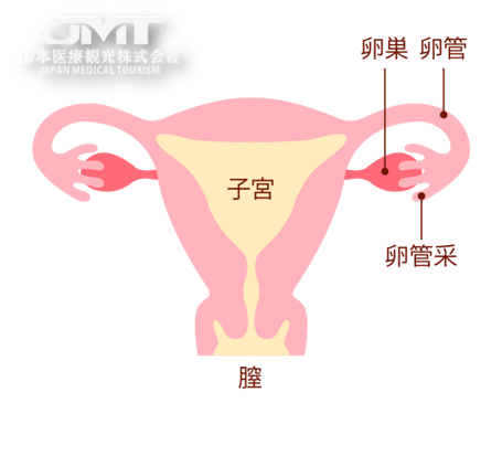 日本经血干细胞治疗卵巢——卵巢的结构和功能