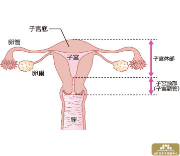 日本干细胞治疗不孕不育——女性生殖器的结构