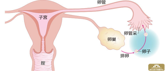 日本干细胞治疗不孕不育——女性生殖器的结构