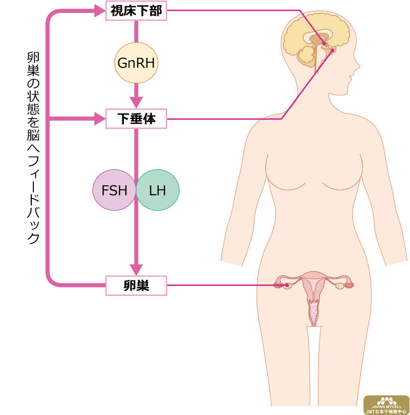 女性生殖器的功能解析和日本经血干细胞