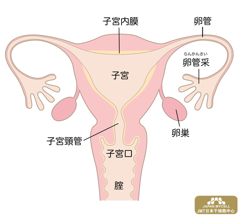 日本经血干细胞-不孕不育的原因和检查