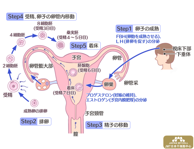 女性不孕不育的原因检查-日本干细胞治疗