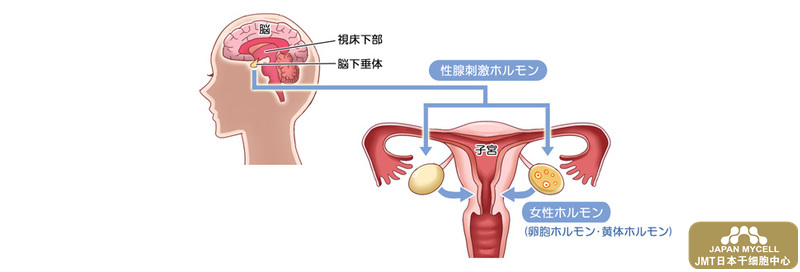 日本干细胞如何治疗不孕不育？不孕不育关于其定义和主要原因