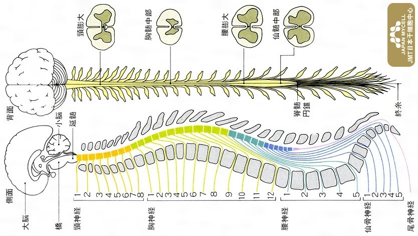 JMT日本干细胞中心-脊髓损伤和脊椎损伤有何区别