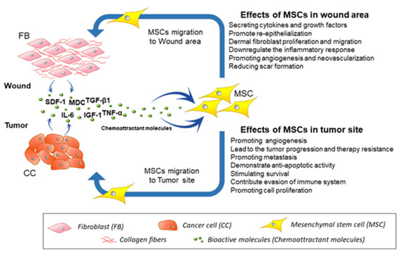 JMT日本干细胞修复疤痕-MSC干细胞疗法在治疗肌肤疤痕领域的进步