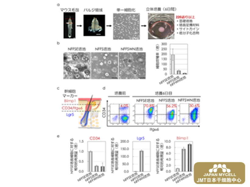 JMT日本干细胞中心-确立在保持毛囊再生能力的同时将毛囊干细胞体外扩增100倍以上的培养方法