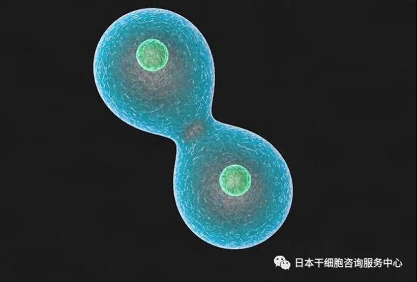 JMT日本干细胞中心-人类可以活到120岁吗？ 彻底解析细胞分裂与寿命之间的关系