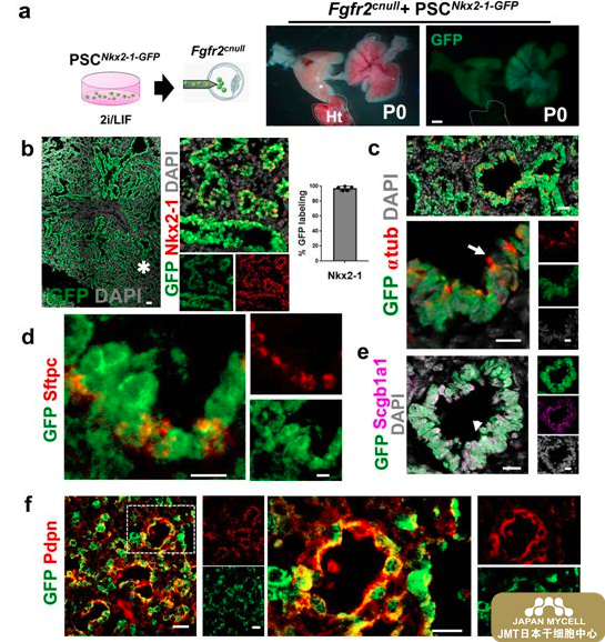 JMT日本干细胞——利用多能性干细胞移植在动物中生长出功能齐全的肺部