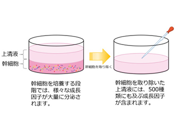 JMT日本干细胞中心：干细胞疗法与人类干细胞培养上清液