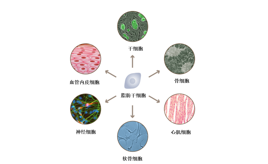 日本干细胞是什么？ 直击用于化妆品及再生医疗的【干细胞】