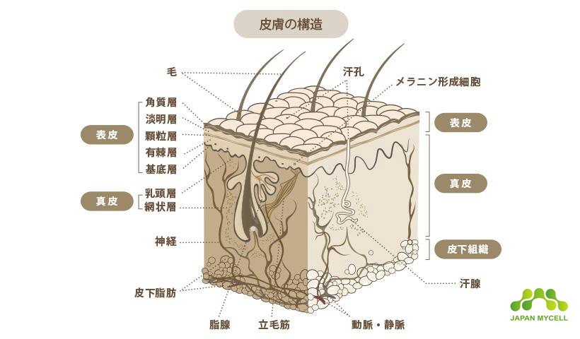 日本干细胞--大受欢迎的“干细胞化妆品”实际上不含干细胞？