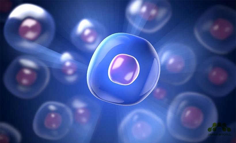 日本干细胞--什么是纤维芽干细胞的分化？详解纤维芽干细胞的超能力