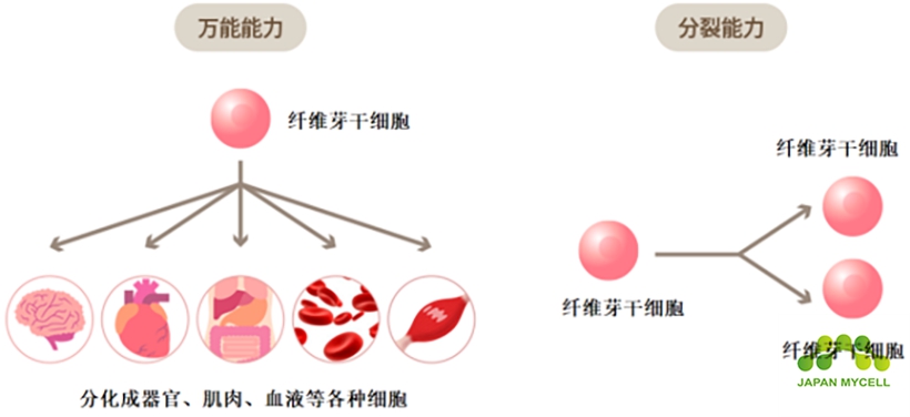 JMT日本干细胞-与衰老战斗的细胞！纤维芽干细胞能让时光倒流？！
