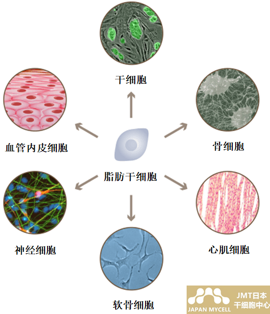 JMT日本干细胞-百岁时代来临？！医美的关键“干细胞”有哪些种类？