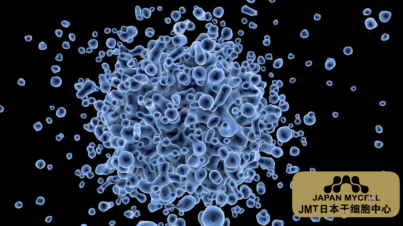 JMT日本干细胞中心-研究基础中的基础！关于培养ES细胞、IPS细胞进行详细说明