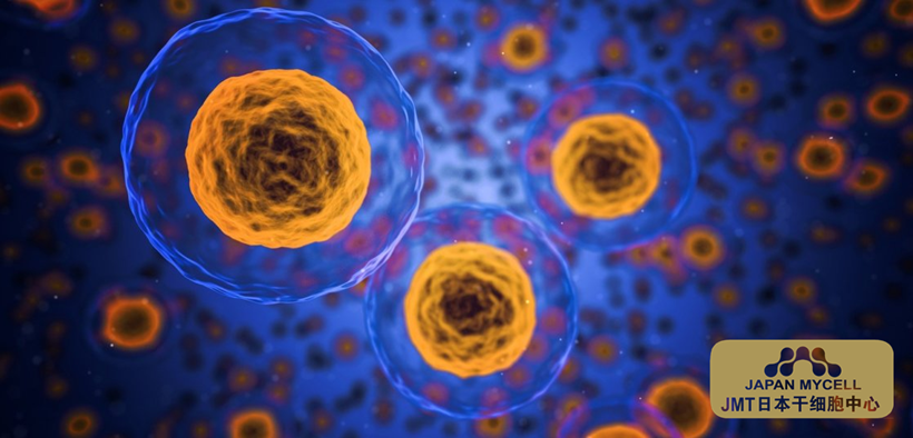 JMT日本干细胞中心-饲养细胞是什么？ 解析有培养细胞作用的饲养细胞的培养方法