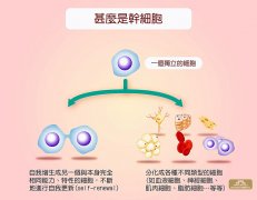 JMT日本干细胞中心-成功追踪了间充质干细胞向脂肪细胞分化的过程