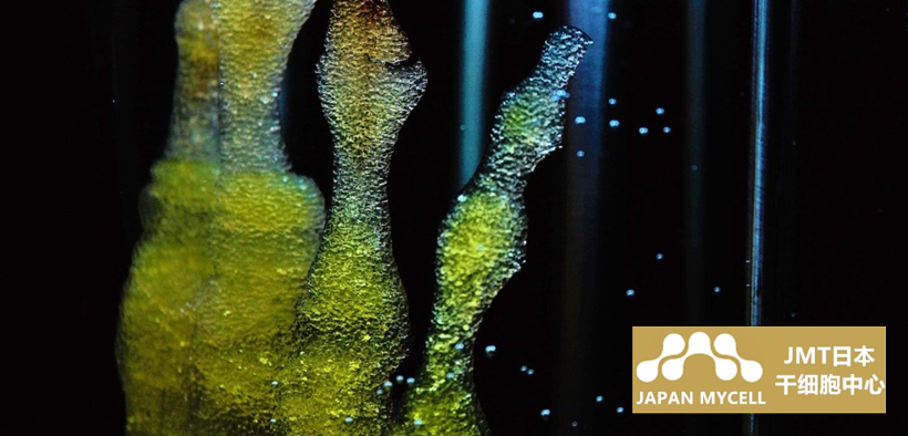 JMT日本干细胞中心-关于使用存在于骨髓中的间充质干细胞进行治疗的详细解说！