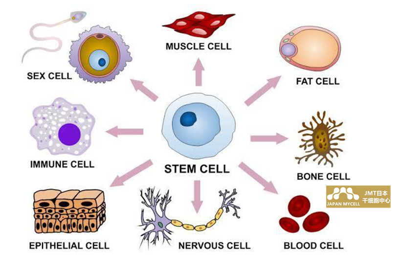 JMT日本干细胞中心-干细胞抗衰老