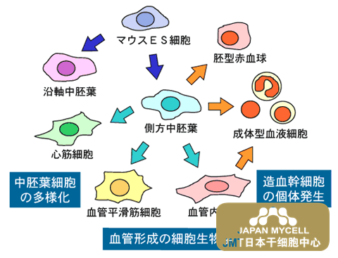 JMT日本干细胞中心-组织干细胞的研究和发展