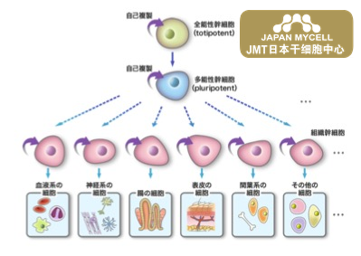 JMT日本干细胞中心-干细胞是什么？有哪些类型？