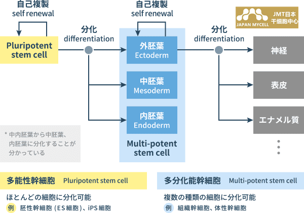 JMT日本干细胞中心-干细胞的种类及特征