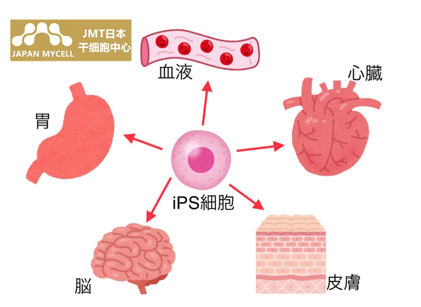JMT日本干细胞中心-IPS干细胞的日本再生医疗