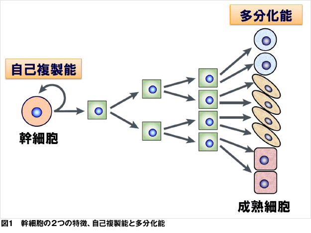 JMT日本干细胞中心-日本干细胞再生医疗的现在和未来