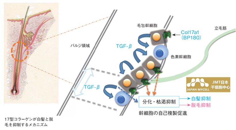 JMT日本干细胞中心-探索导致白发和脱发的干细胞