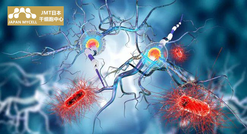 JMT日本神经干细胞：鉴定和分离方法的发展以及通过移植恢复神经功能的尝试②