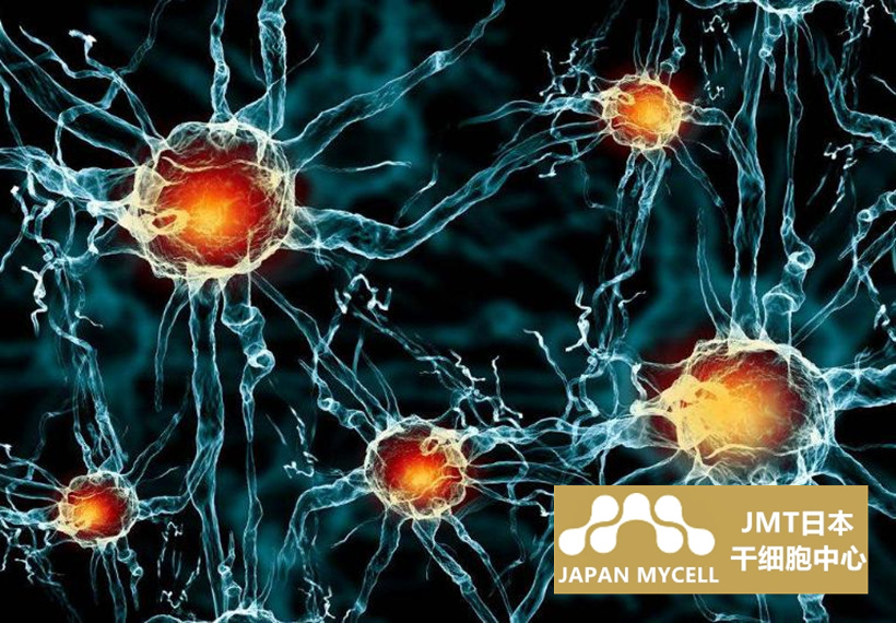 JMT日本神经干细胞：鉴定和分离方法的发展以及通过移植恢复神经功能的尝试③