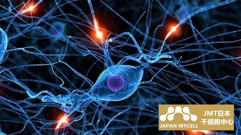 JMT日本干细胞中心-间充质基质细胞控制造血作用及其应用①