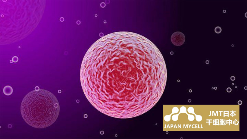 JMT日本干细胞中心-人子宫中的干细胞②