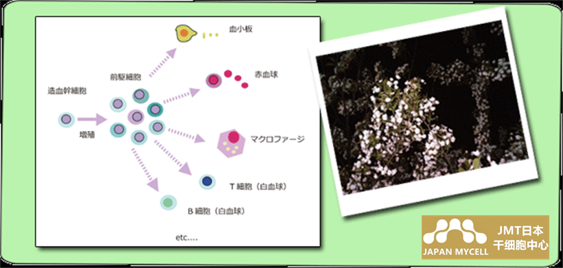JMT日本干细胞中心-支撑大脑和身体的日本干细胞