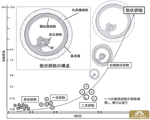 日本经血干细胞-妊娠率随着年龄增长而降低的机制阐明和卵巢年轻化办法的开发